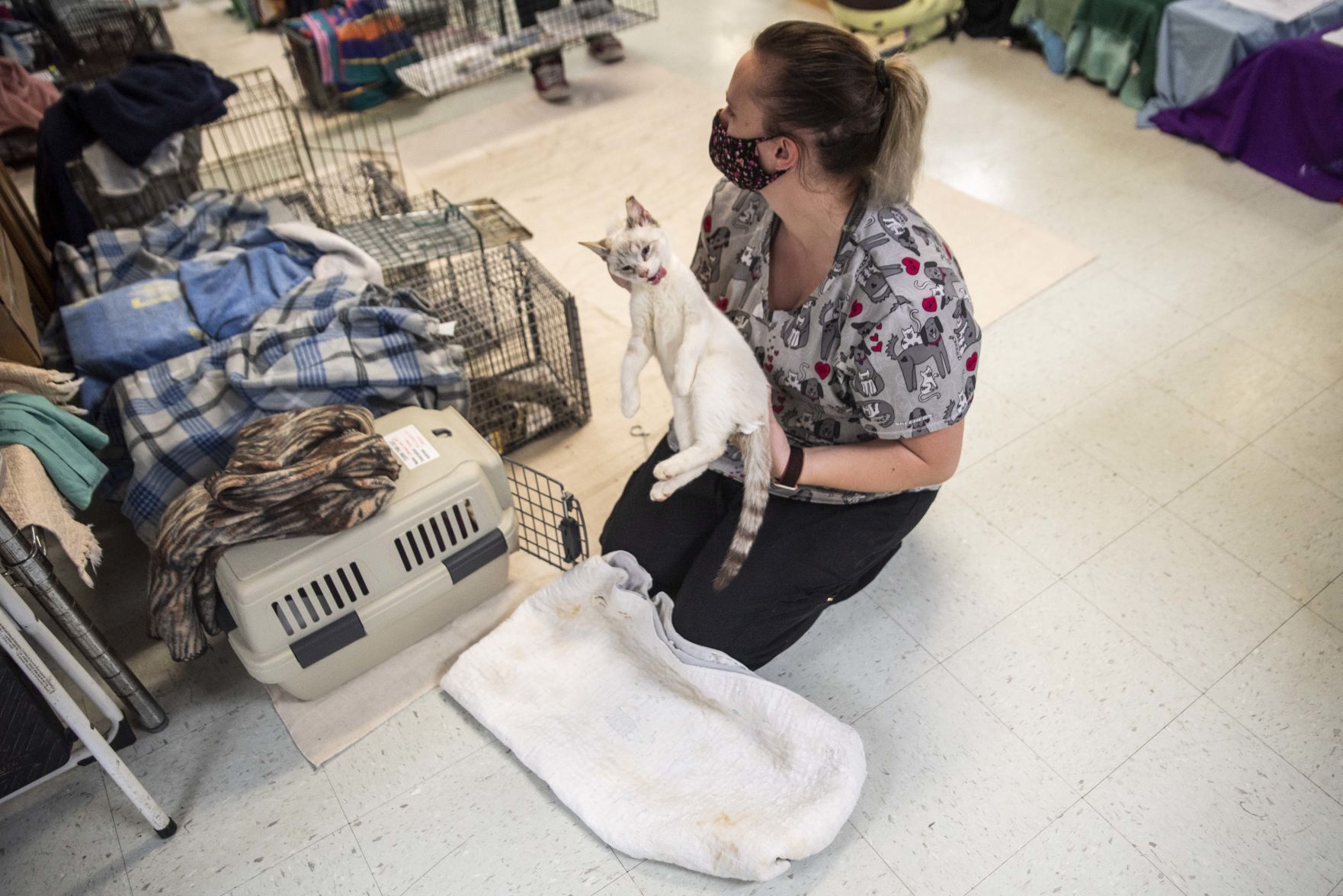 Feral cat day